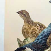 Old bird plate from the 1960s - Black Grouse - Vintage zoological illustration