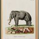 Poster on "Asian Elephant", after an old engraving from 1774.