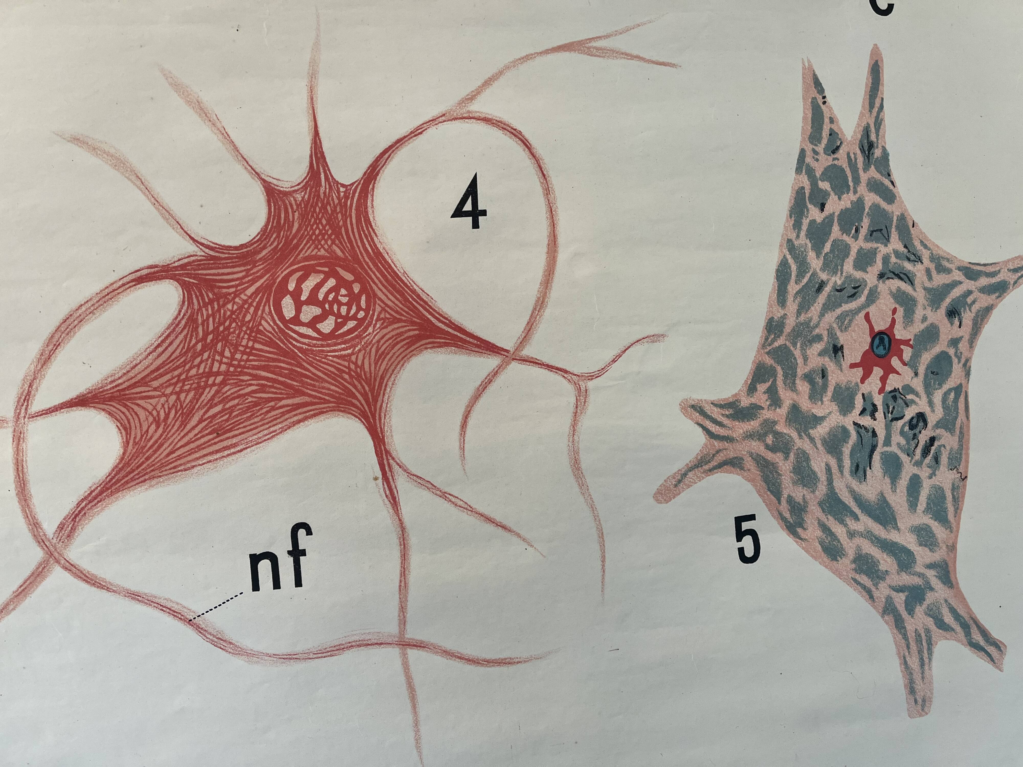 Zoological poster, cell of the animal body