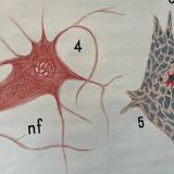 Zoological poster, cell of the animal body