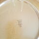 Set of 8 vintage brenne stoneware flat plates