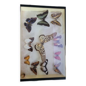 Collection de papillons