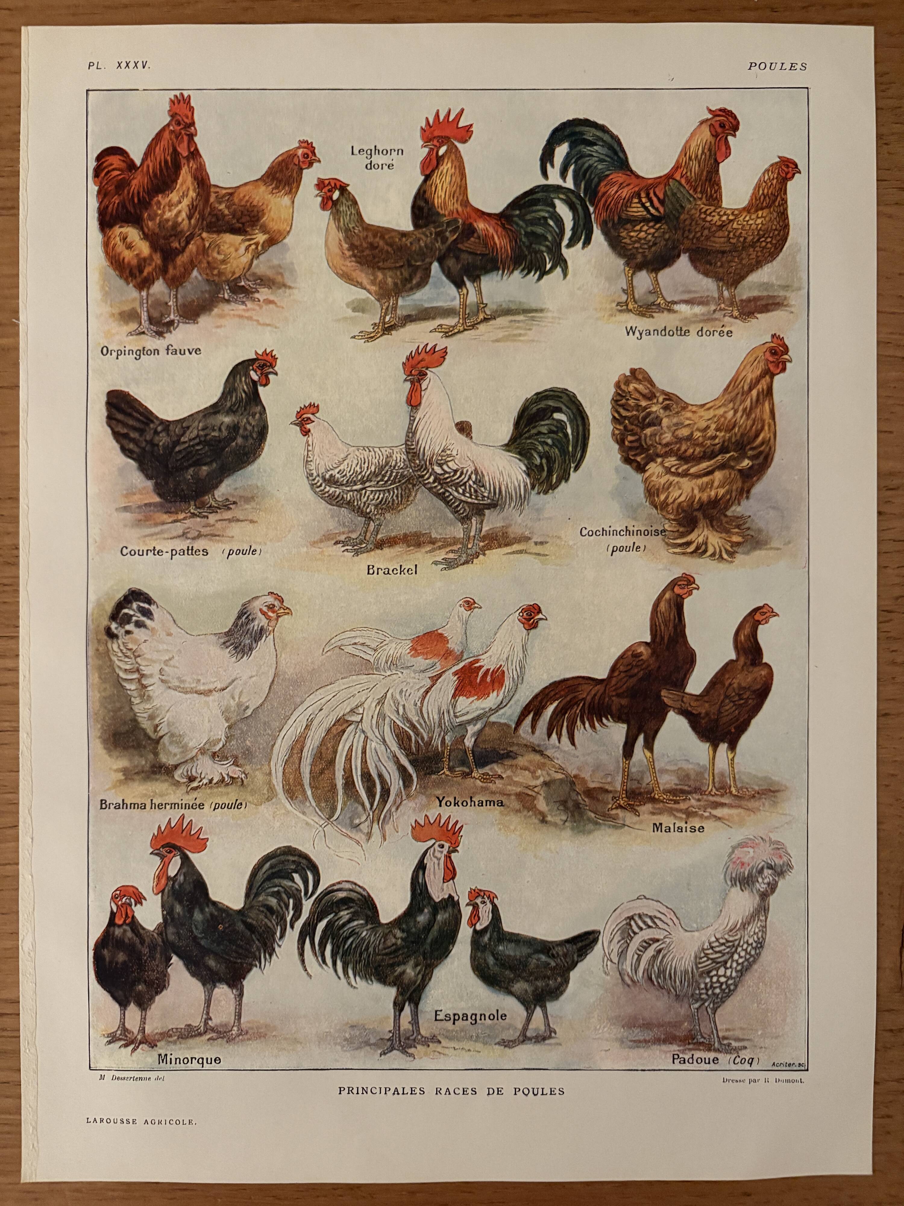Illustrated plate on chickens (XXXV) - 1920