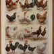 Illustrated plate on chickens (XXXV) - 1920
