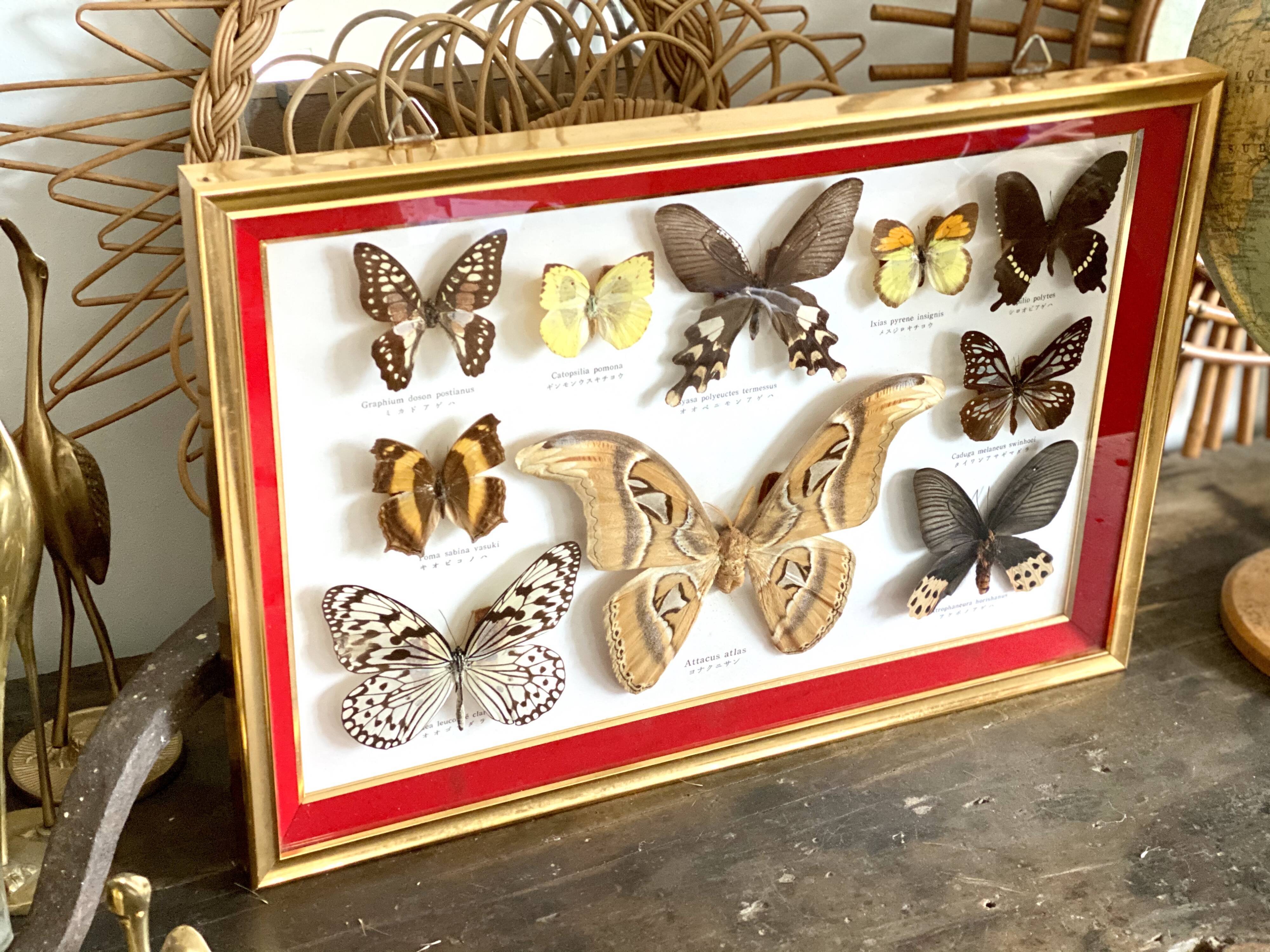 Naturalized butterfly frame