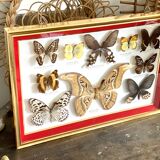 Naturalized butterfly frame