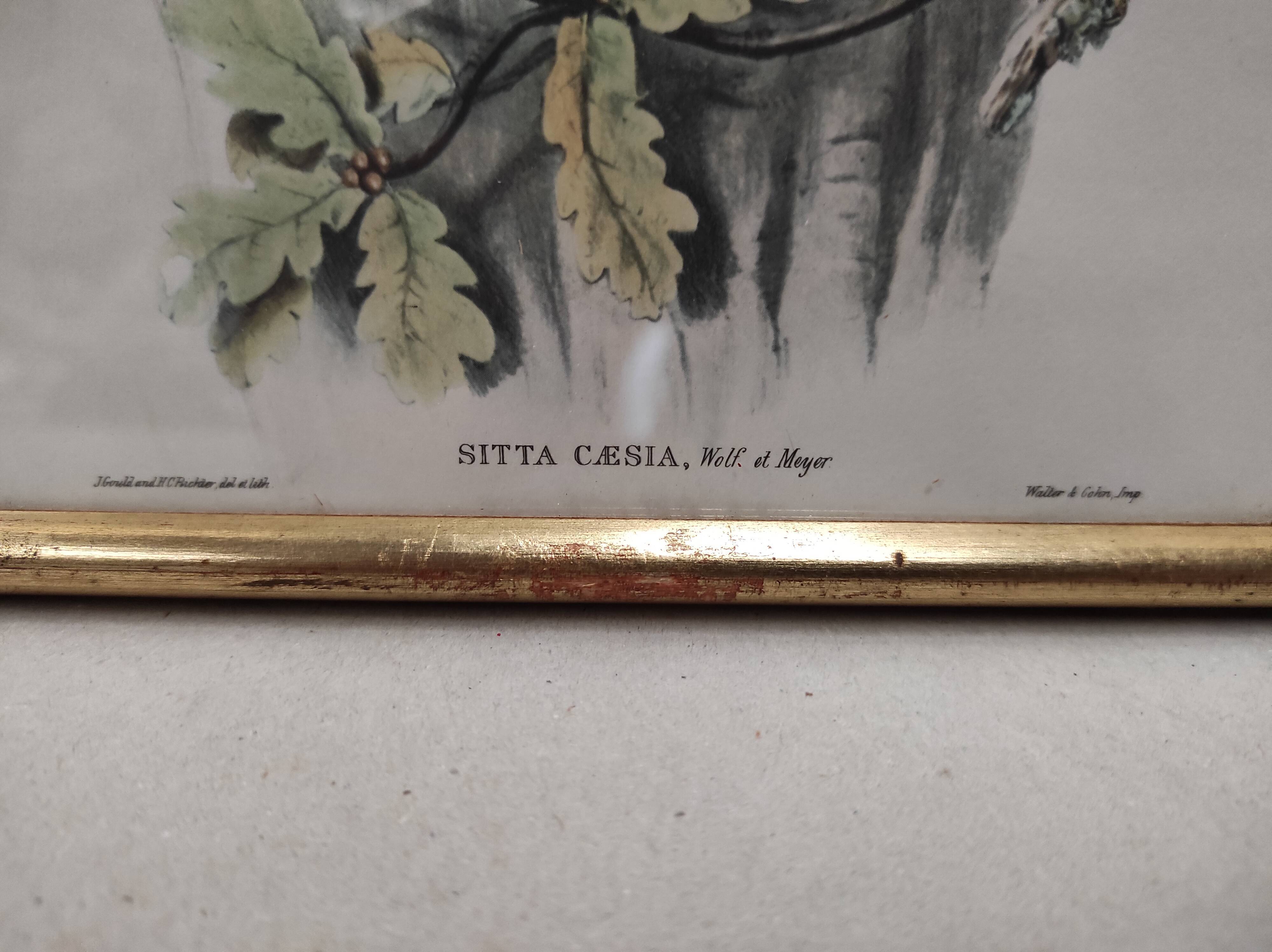 Lithography illustration bird Sitta Caesia vintage engraving golden frame
