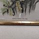 Lithography illustration bird Sitta Caesia vintage engraving golden frame