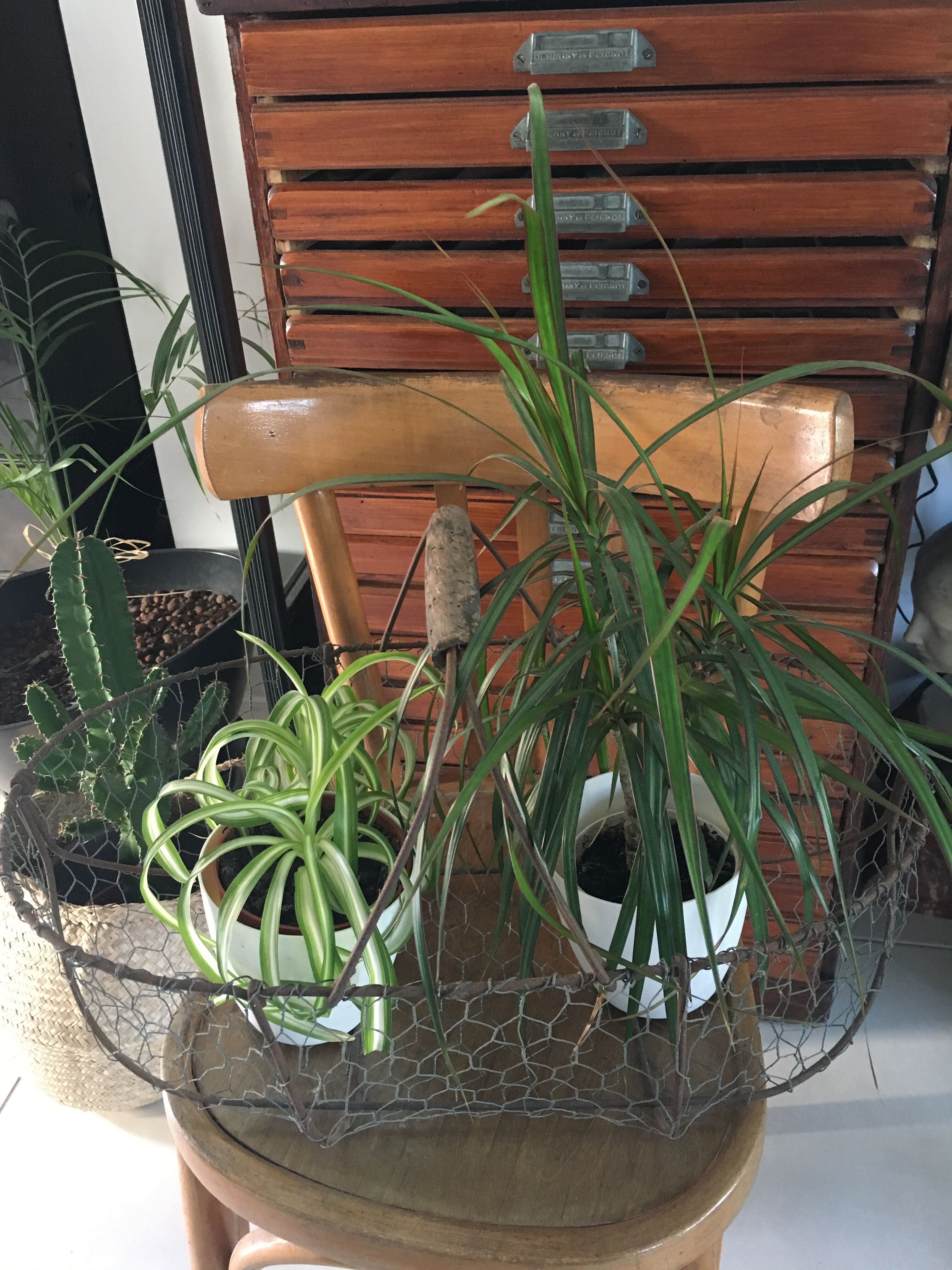 Old metal wire basket