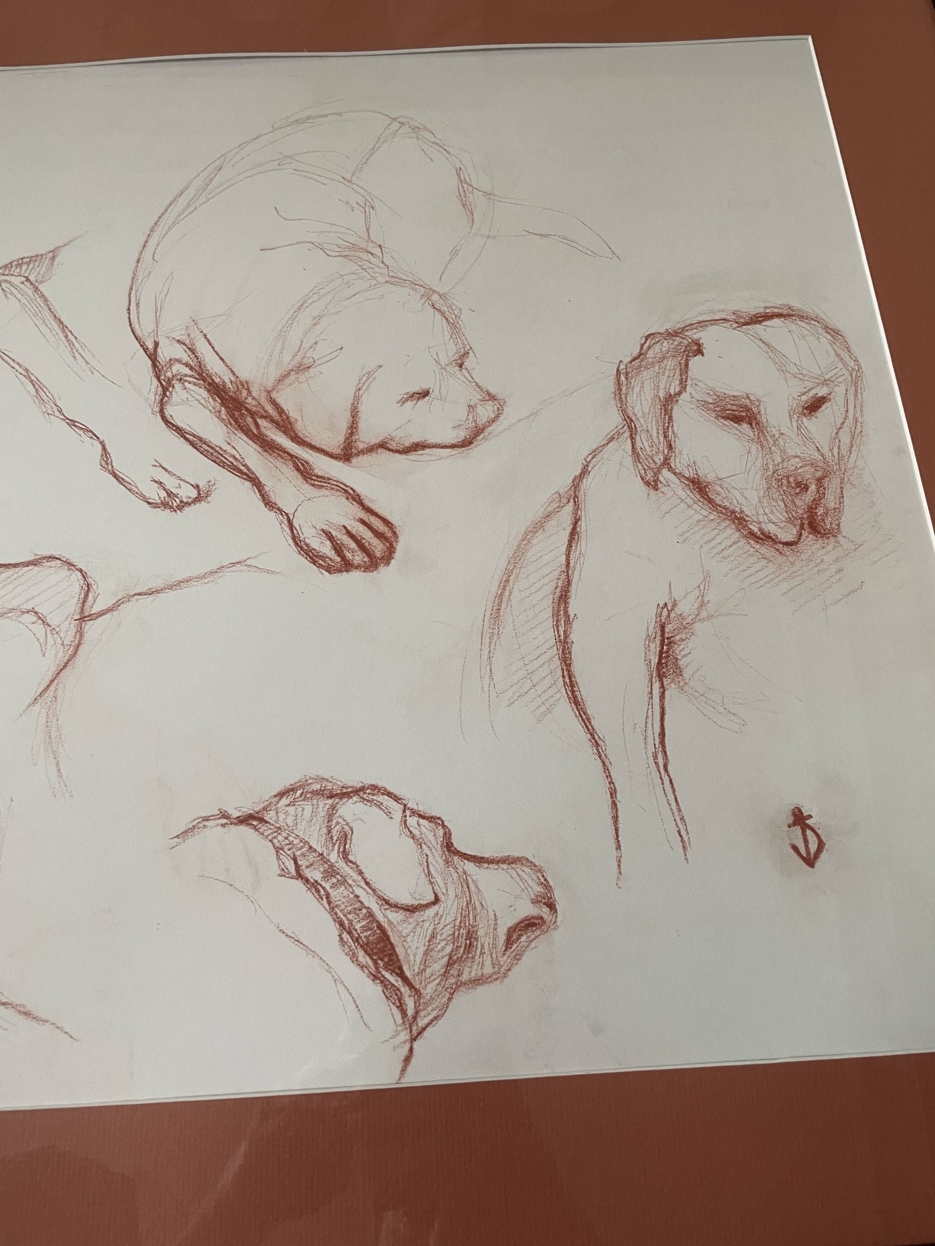Sanguine dog study