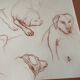 Sanguine dog study