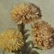 Nature morte aux chrysanthèmes - Ecole française XIXème - signée - encadrement d'origine