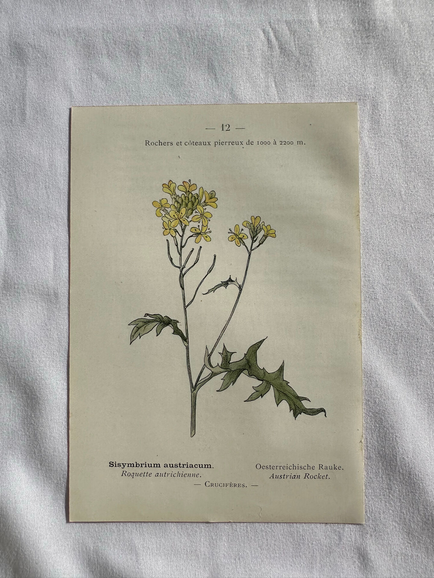 Naturalist Plate – 19th Century Botanical Engraving, Double-Sided