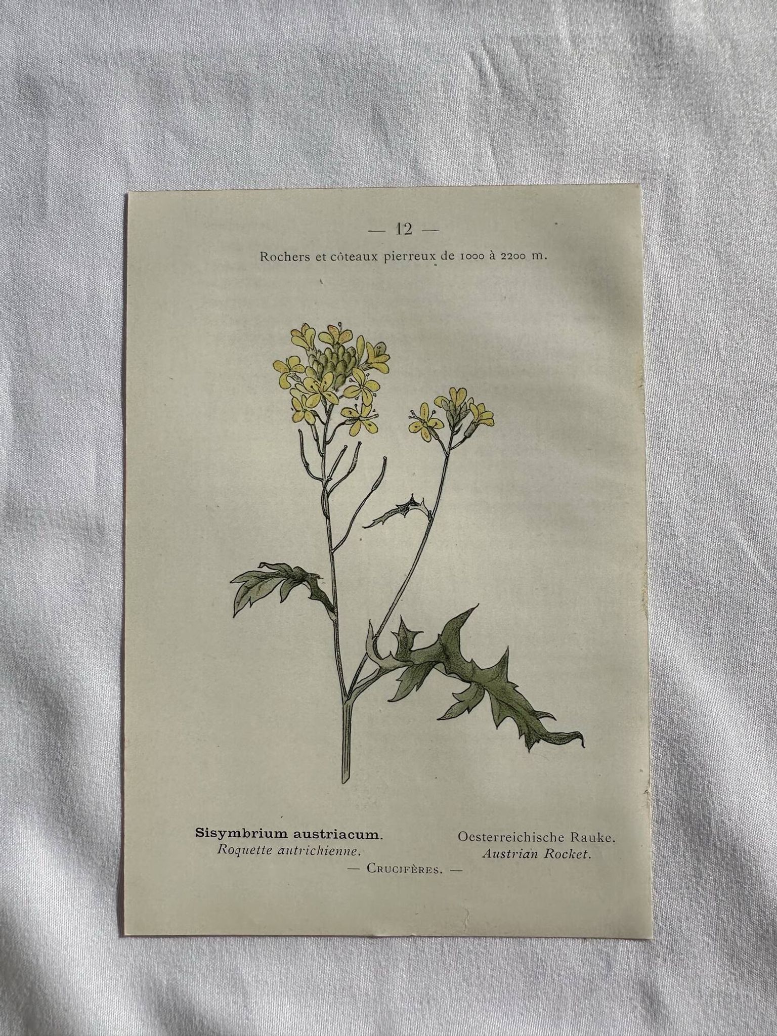 Naturalist Plate – 19th Century Botanical Engraving, Double-Sided