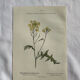 Naturalist Plate – 19th Century Botanical Engraving, Double-Sided