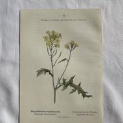 Naturalist Plate – 19th Century Botanical Engraving, Double-Sided