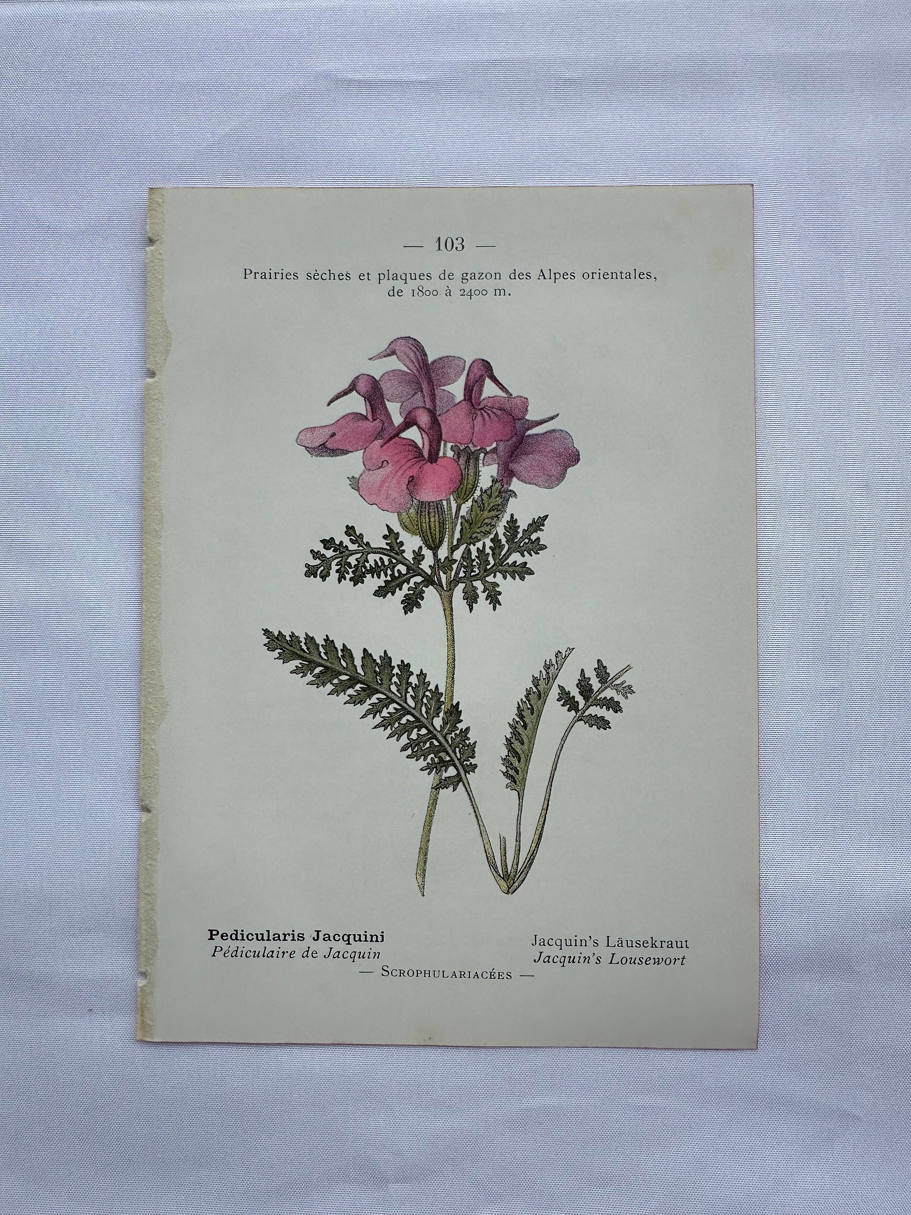 Botanical plate engraving flower 1800