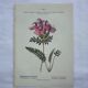 Botanical plate engraving flower 1800