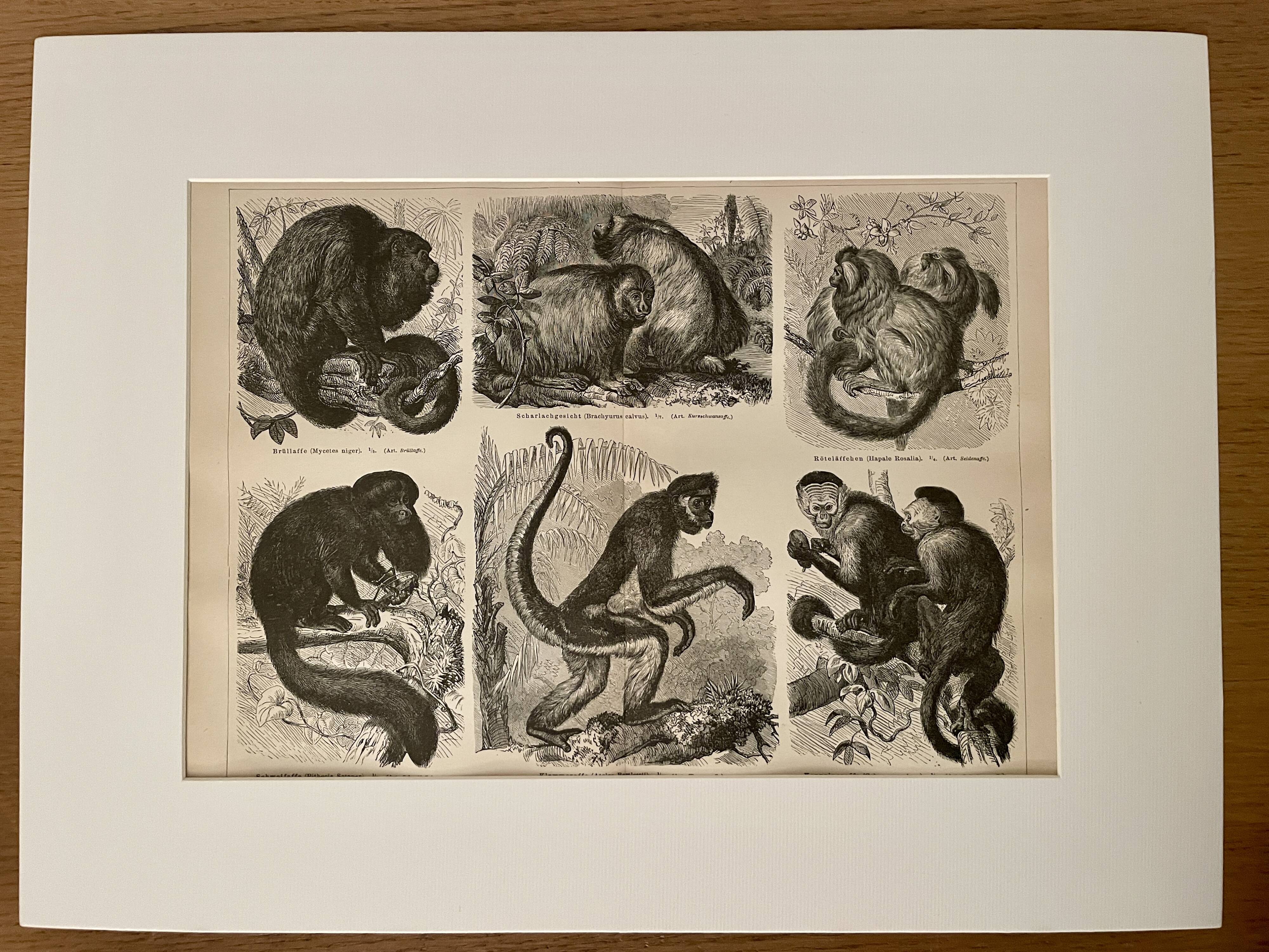 Illustrated plates engraving on the monkeys of the old world I – 1890