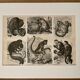 Planches illustrée gravure sur les singes de l'ancien monde, 1890