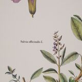 Botanical board Sage Officinale