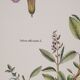 Botanical board Sage Officinale