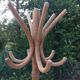 Six-headed coat holder in curved wood vintage 40s-50s