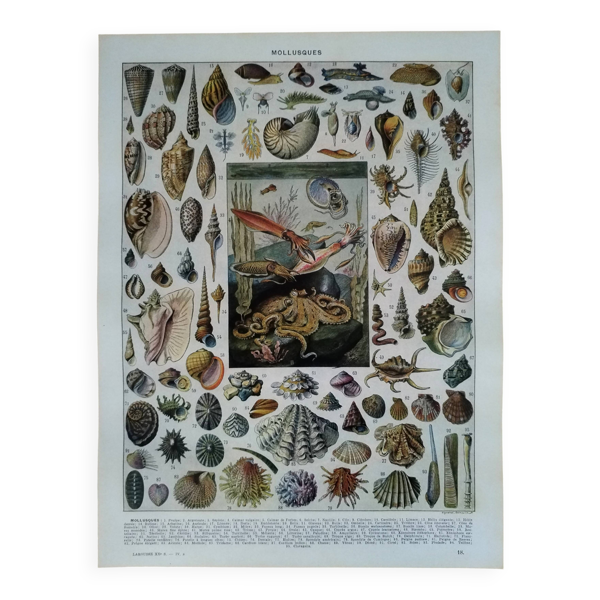 Original lithograph on molluscs