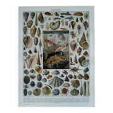 Original lithograph on molluscs