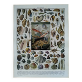 Original lithograph on molluscs