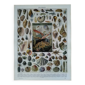 Original lithograph on molluscs