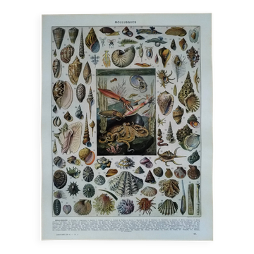 Original lithograph on molluscs