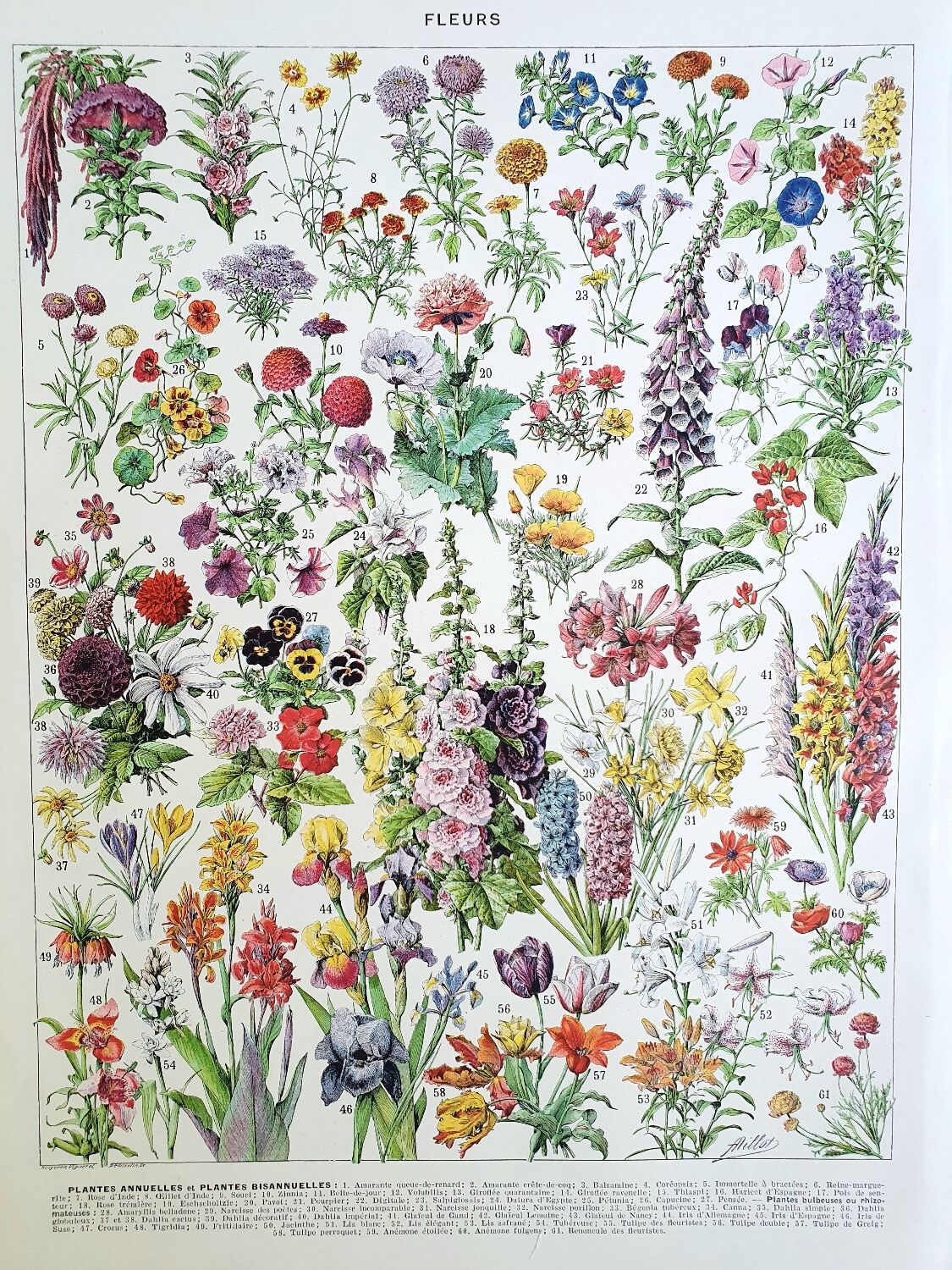 Duo de planches botaniques fleurs