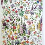 Duo de planches botaniques fleurs