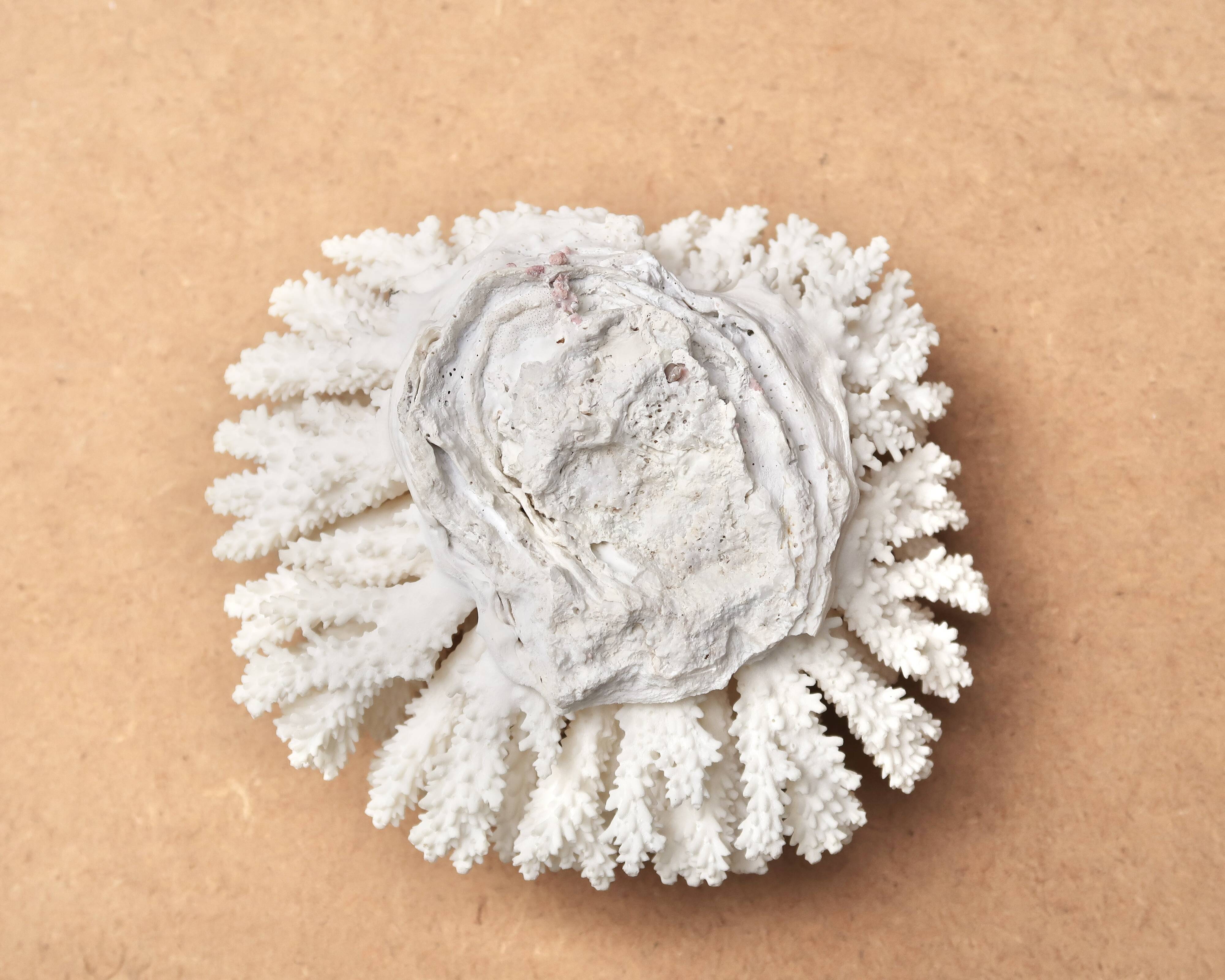 Natural white coral, 70s