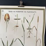 Botanical poster 1970's