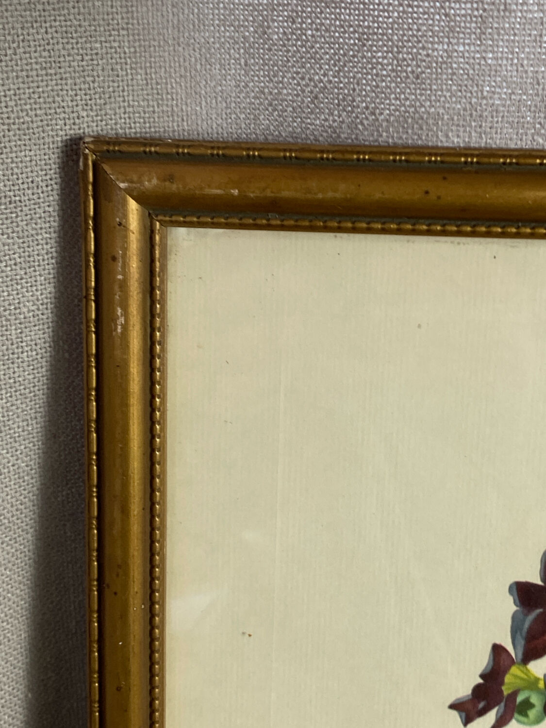 Botanical print, P-J Redouté, Bear's Ears