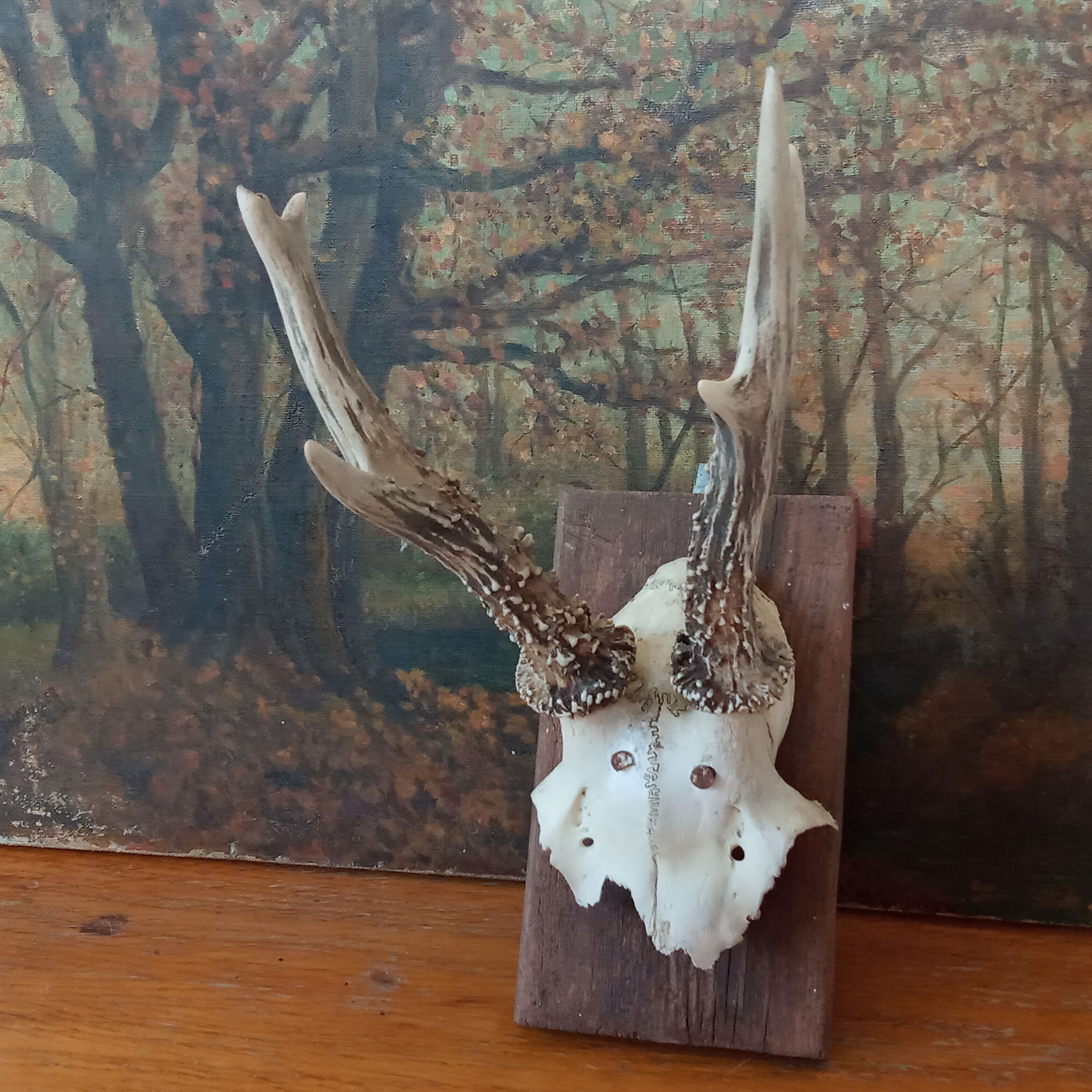 Pair of ancient hunting trophies, deer