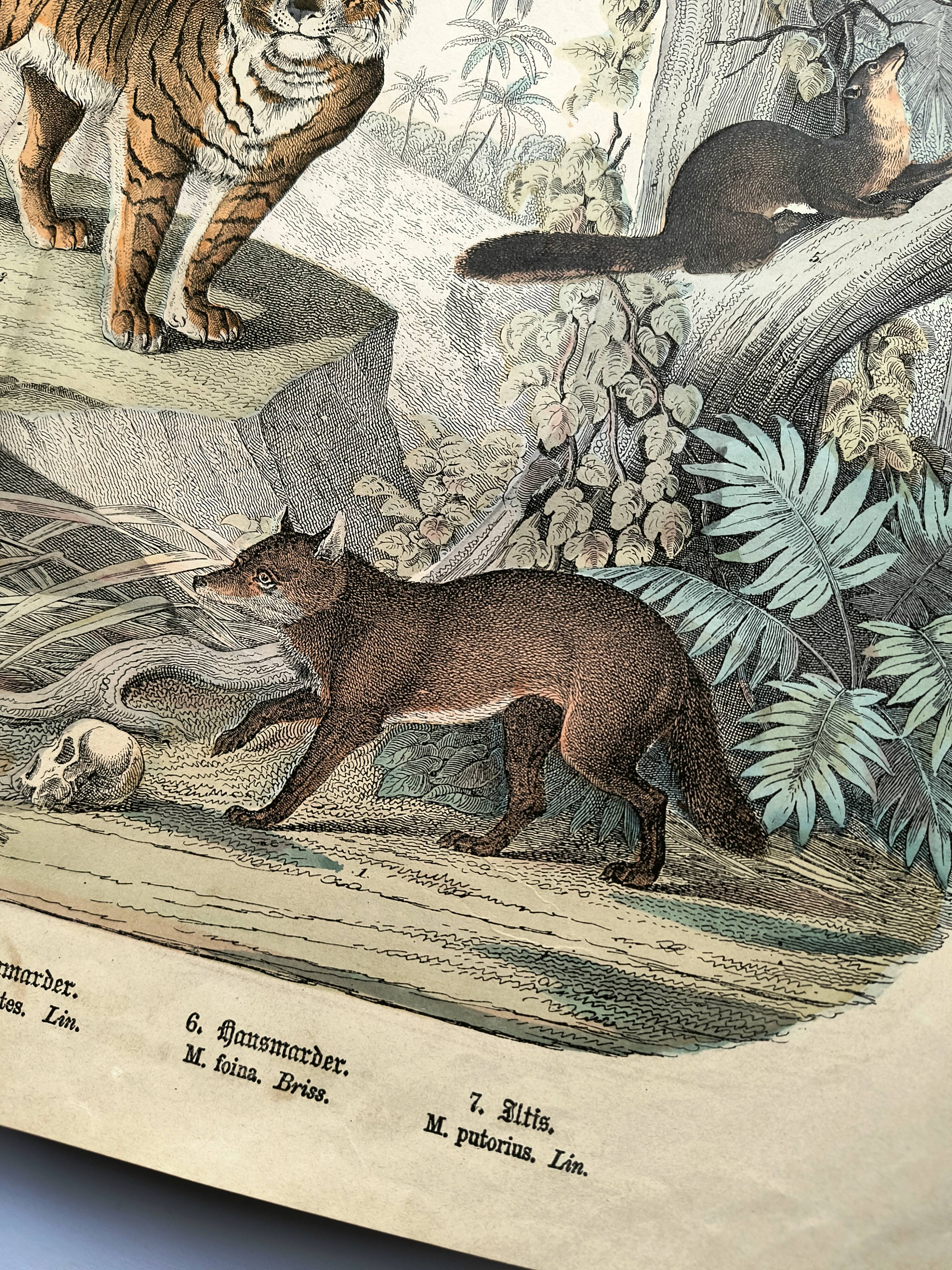 Large antique engraving, 1886 - Tigers and mammals. Lithograph plate