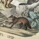 Large antique engraving, 1886 - Tigers and mammals. Lithograph plate