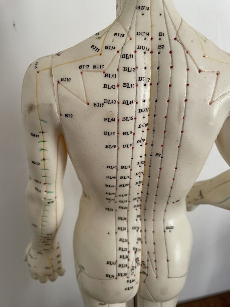 Model acupuncture