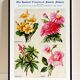 Poster about primroses, pyrethrums, castor beans and roses