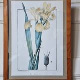 Iris botanical board