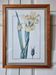 Planche botanique iris