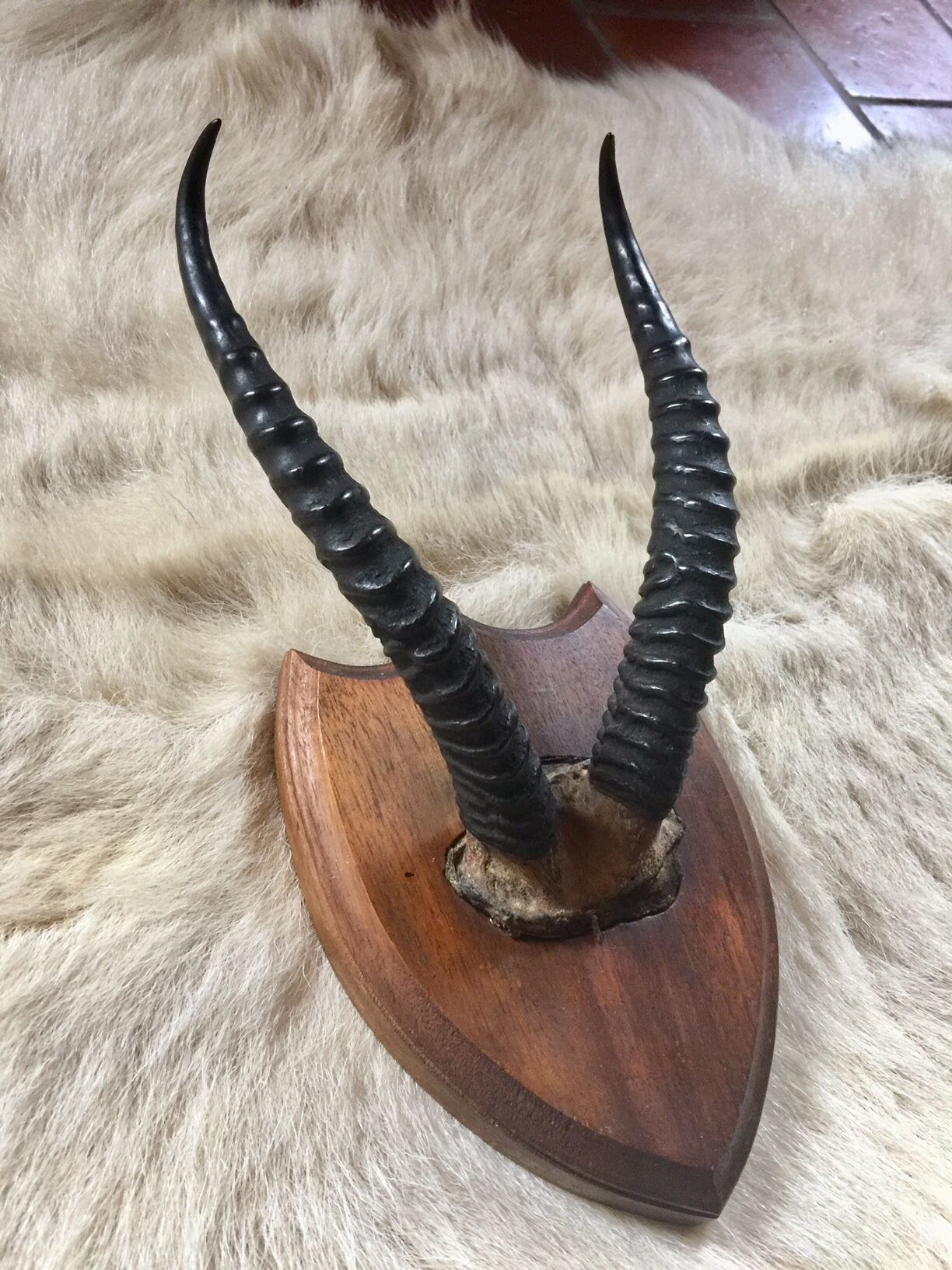 Hunting trophy