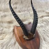 Hunting trophy