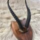 Hunting trophy