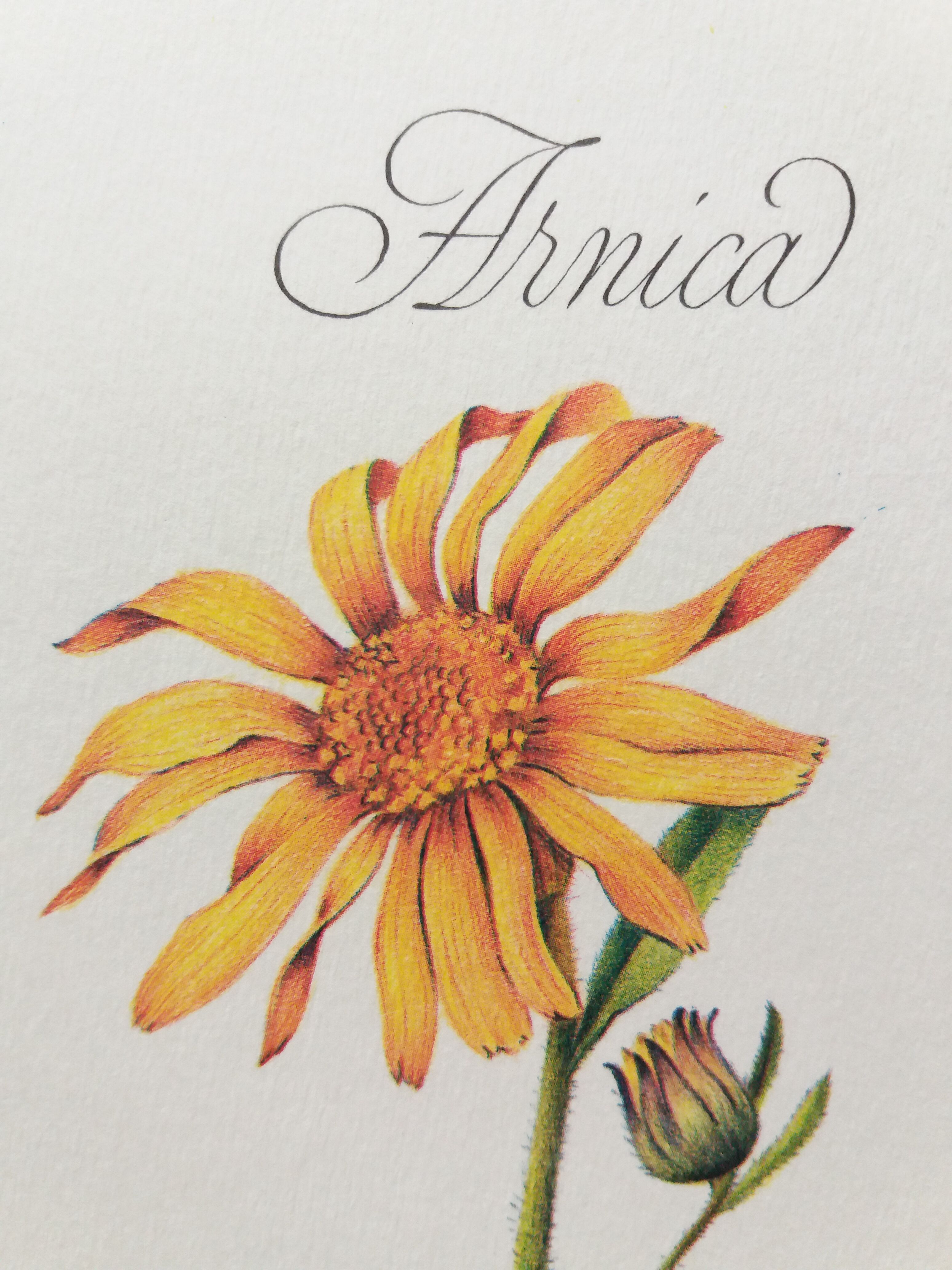 Arnica botanical poster