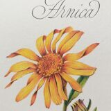 Arnica botanical poster
