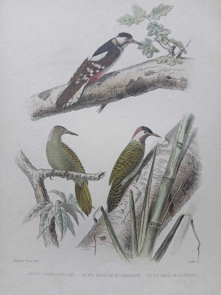 Poster - 19th century zoological engraving of birds - woodpeckers